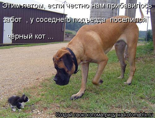 Этим летом, если честно нам прибавилось забот , у соседнего подъезда поселился чёрный кот ...... Котоматрица: Этим летом, если честно нам прибавилось забот , у соседнего подъезда поселился чёрный кот ...