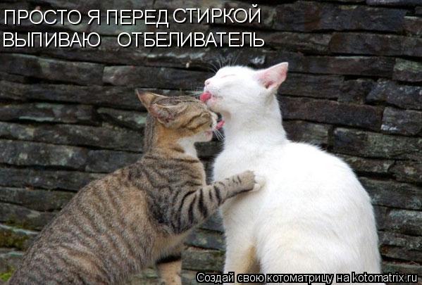 ПРОСТО Я ПЕРЕД СТИРКОЙ ОТБЕЛИВАТЕЛЬ ВЫПИВАЮ... Котоматрица: ПРОСТО Я ПЕРЕД СТИРКОЙ ОТБЕЛИВАТЕЛЬ ВЫПИВАЮ