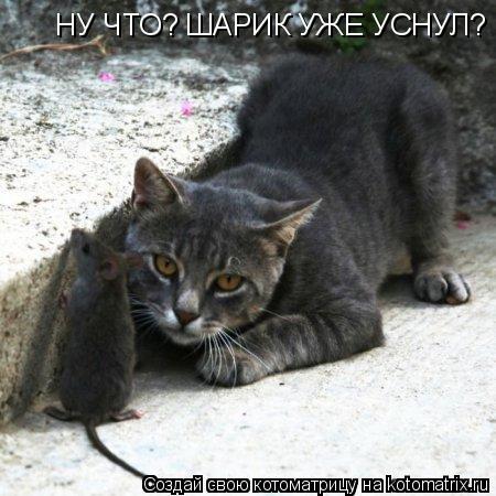 НУ ЧТО? ШАРИК УЖЕ УСНУЛ?... Котоматрица: НУ ЧТО? ШАРИК УЖЕ УСНУЛ?