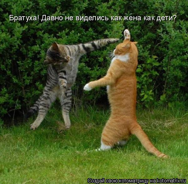 Братуха! Давно не виделись как жена как дети?... Котоматрица: Братуха! Давно не виделись как жена как дети?