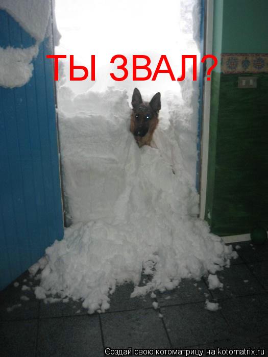 ТЫ ЗВАЛ?... Котоматрица: ТЫ ЗВАЛ?