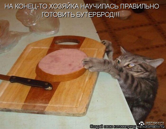 НА КОНЕЦ-ТО ХОЗЯЙКА НАУЧИЛАСЬ ПРАВИЛЬНО ГОТОВИТЬ БУТЕРБРОД!!!... Котоматрица: НА КОНЕЦ-ТО ХОЗЯЙКА НАУЧИЛАСЬ ПРАВИЛЬНО ГОТОВИТЬ БУТЕРБРОД!!!