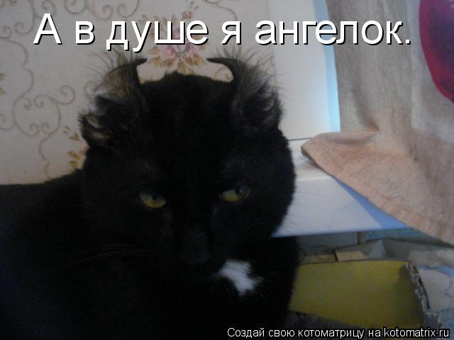 А в душе я ангелок.... Котоматрица: А в душе я ангелок.