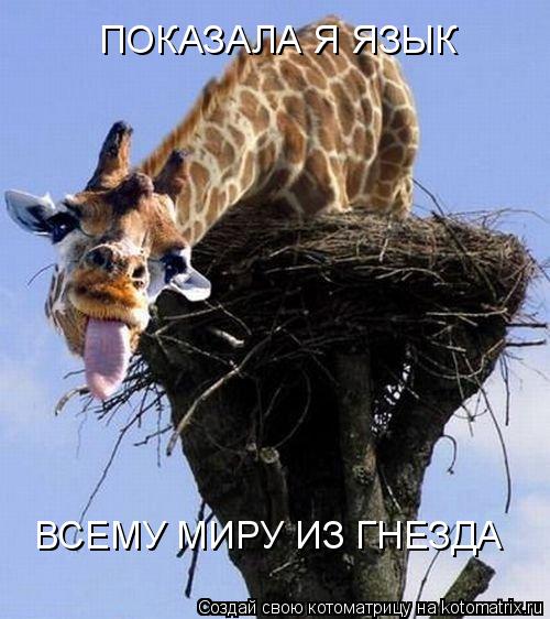 ПОКАЗАЛА Я ЯЗЫК ВСЕМУ МИРУ ИЗ ГНЕЗДА... Котоматрица: ПОКАЗАЛА Я ЯЗЫК ВСЕМУ МИРУ ИЗ ГНЕЗДА
