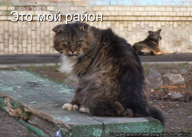 Это мой район... Котоматрица: Это мой район