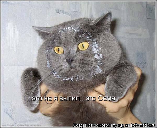 это не я выпил...это Сёма... Котоматрица: это не я выпил...это Сёма
