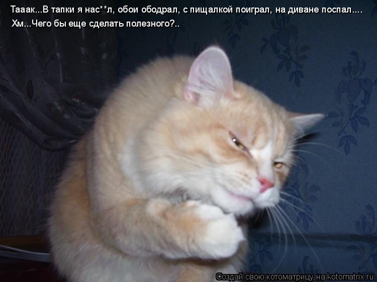 Тааак...В тапки я нас**л, обои ободрал, с пищалкой поиграл, на диване поспал.... Хм...Чего бы еще сде... Котоматрица: Тааак...В тапки я нас**л, обои ободрал, с пищалкой поиграл, на диване поспал.... Хм...Чего бы еще сделать полезного?..