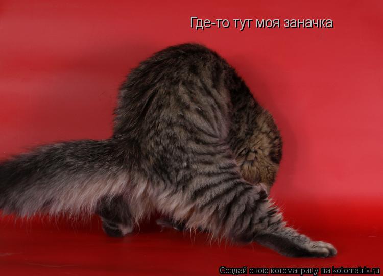 Где-то тут моя заначка... Котоматрица: Где-то тут моя заначка