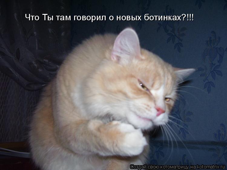 Что Ты там говорил о новых ботинках?!!!... Котоматрица: Что Ты там говорил о новых ботинках?!!!