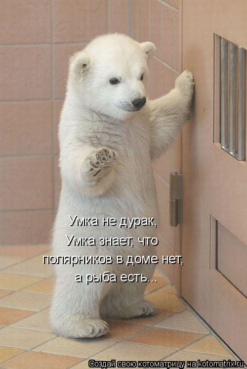 Котоматрица: Умка не дурак, Умка знает, что полярников в доме нет, а рыба есть...