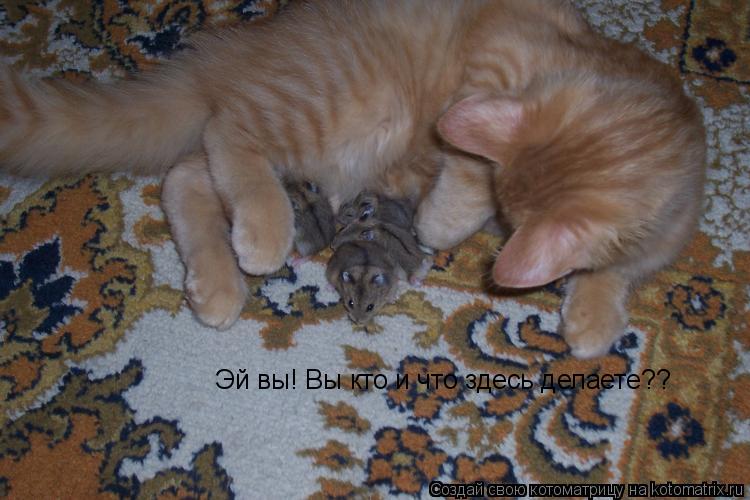 Эй вы! Вы кто и что здесь делаете??... Котоматрица: Эй вы! Вы кто и что здесь делаете??