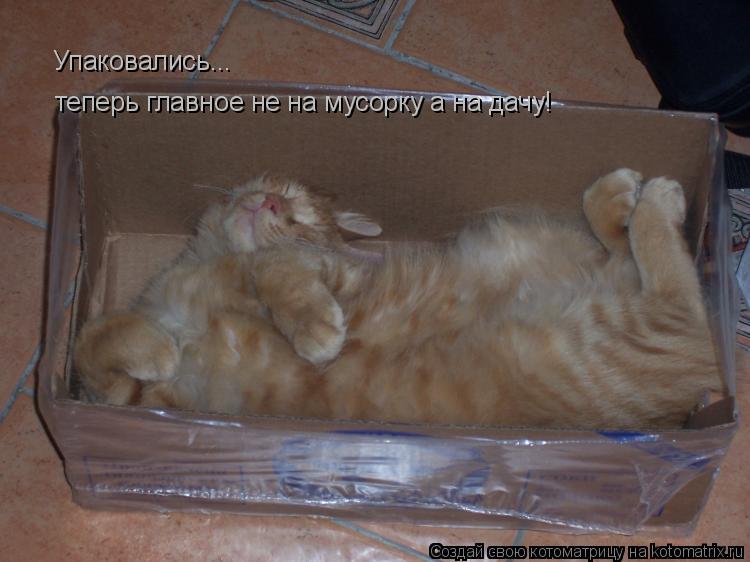 Упаковались... теперь главное не на мусорку а на дачу!... Котоматрица: Упаковались... теперь главное не на мусорку а на дачу!