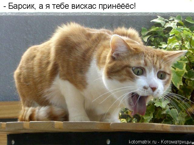 - Барсик, а я тебе вискас принёёёс!... Котоматрица: - Барсик, а я тебе вискас принёёёс!