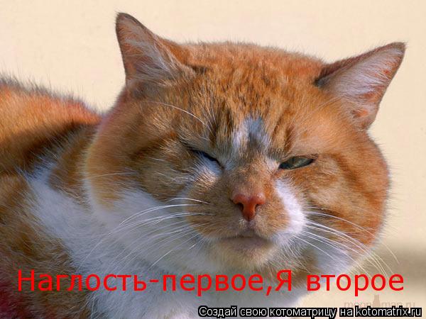 Наглость-первое,Я второе... Котоматрица: Наглость-первое,Я второе