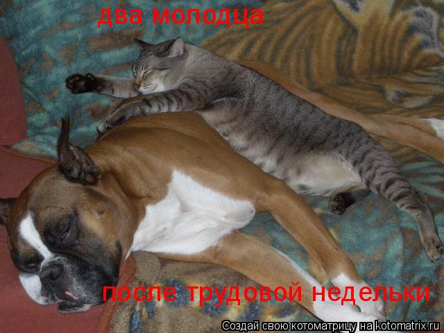 два молодца после трудовой недельки... Котоматрица: два молодца после трудовой недельки