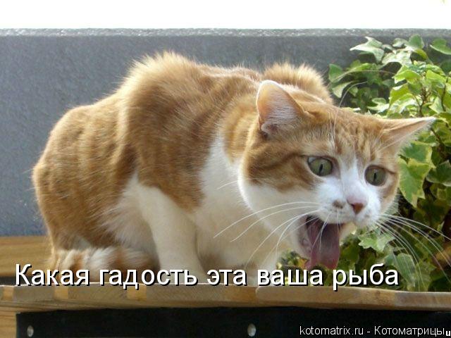 Какая гадость эта ваша рыба... Котоматрица: Какая гадость эта ваша рыба