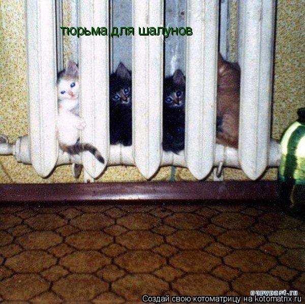 тюрьма,для шалунов... Котоматрица: тюрьма,для шалунов