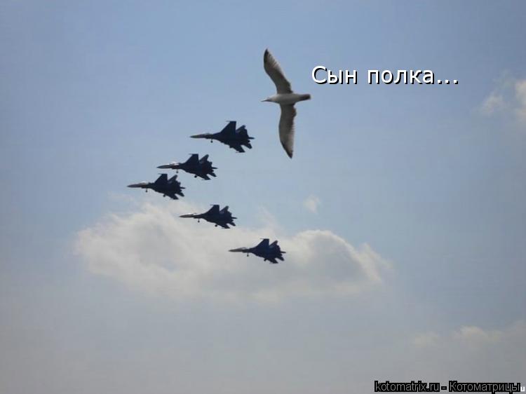 Сын полка...... Котоматрица: Сын полка...