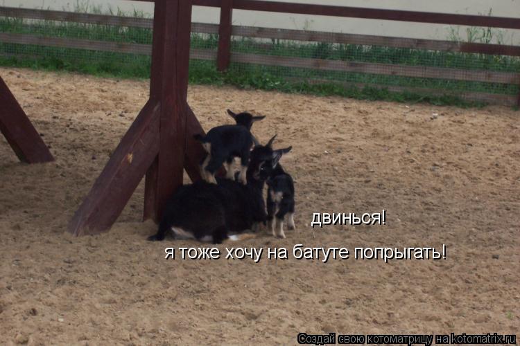 двинься! я тоже хочу на батуте попрыгать!... Котоматрица: двинься! я тоже хочу на батуте попрыгать!