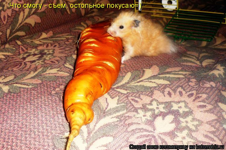Что смогу - съем, остольное покусаю=)... Котоматрица: Что смогу - съем, остольное покусаю=)