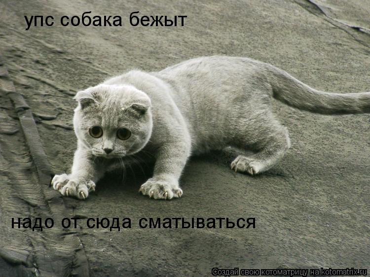 упс собака бежыт надо от сюда сматываться... Котоматрица: упс собака бежыт надо от сюда сматываться