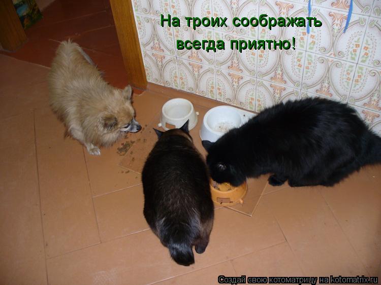 На троих соображать всегда приятно!... Котоматрица: На троих соображать всегда приятно!