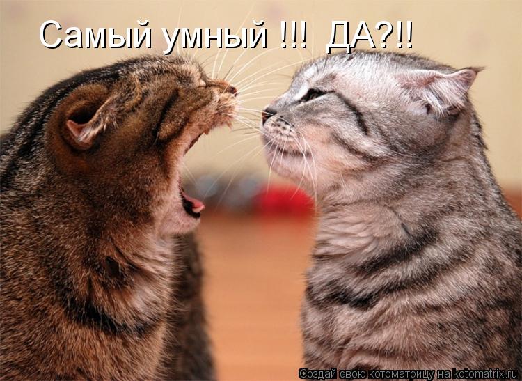 Самый умный !!! ДА?!!... Котоматрица: Самый умный !!! ДА?!!