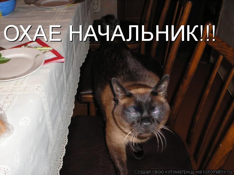 ОХАЕ НАЧАЛЬНИК!!!... Котоматрица: ОХАЕ НАЧАЛЬНИК!!!