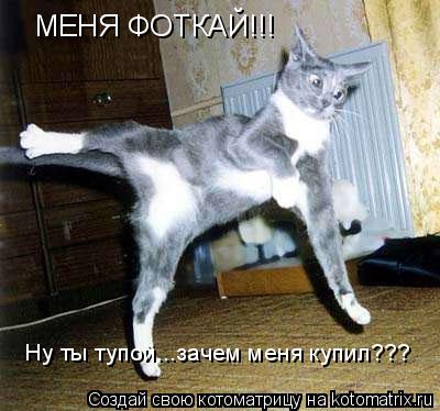 МЕНЯ ФОТКАЙ!!! Ну ты тупой...зачем меня купил???... Котоматрица: МЕНЯ ФОТКАЙ!!! Ну ты тупой...зачем меня купил???