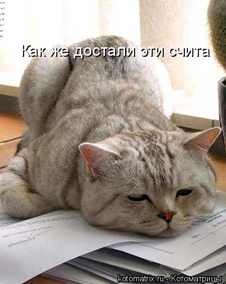 Котоматрица: Как же достали эти счита
