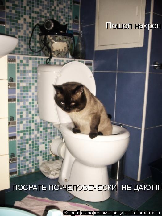 Котоматрица: Пошол нахрен! ПОСРАТЬ ПО-ЧЕЛОВЕЧЕСКИ  НЕ ДАЮТ!!!