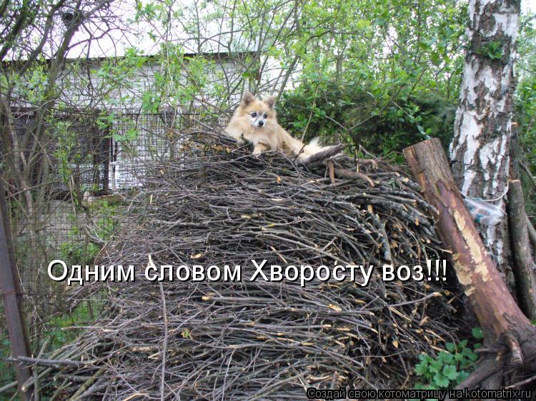 Котоматрица: Одним словом Хворосту воз!!!