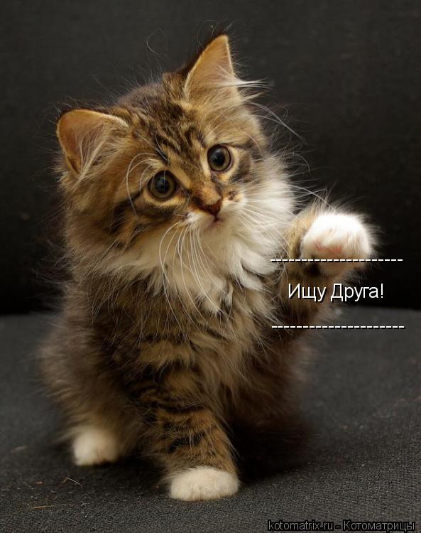 Котоматрица: Ищу Друга! --------------------- ---------------------                    (                         /