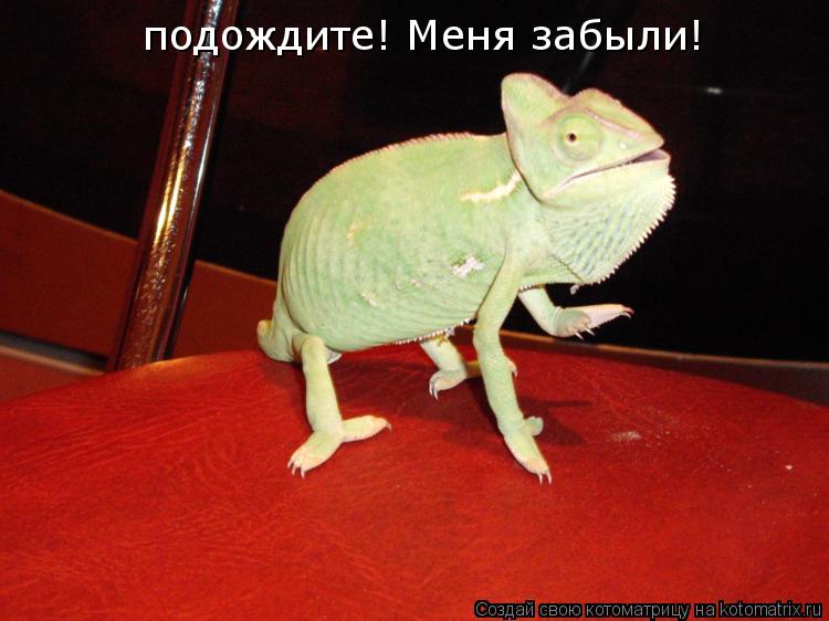 Котоматрица: подождите! Меня забыли!