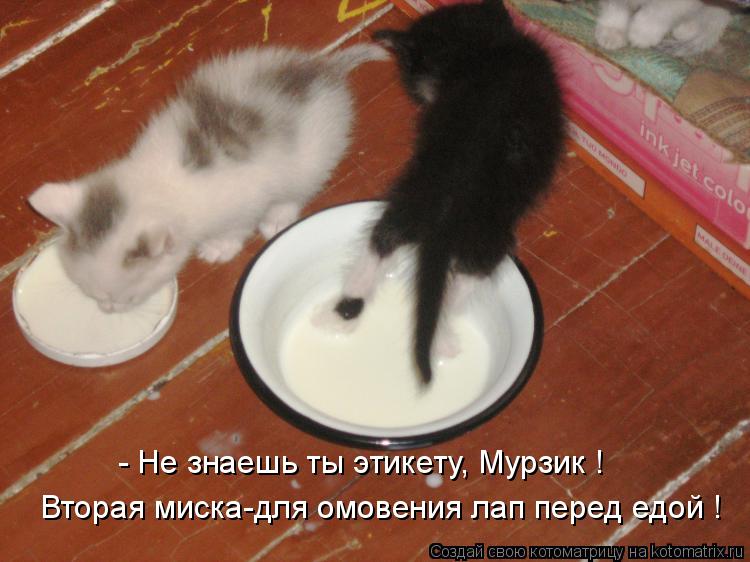 Вторая миска-для омовения лап перед едой ! - Не знаешь ты этикету, Мурзик !... Котоматрица: Вторая миска-для омовения лап перед едой ! - Не знаешь ты этикету, Мурзик !