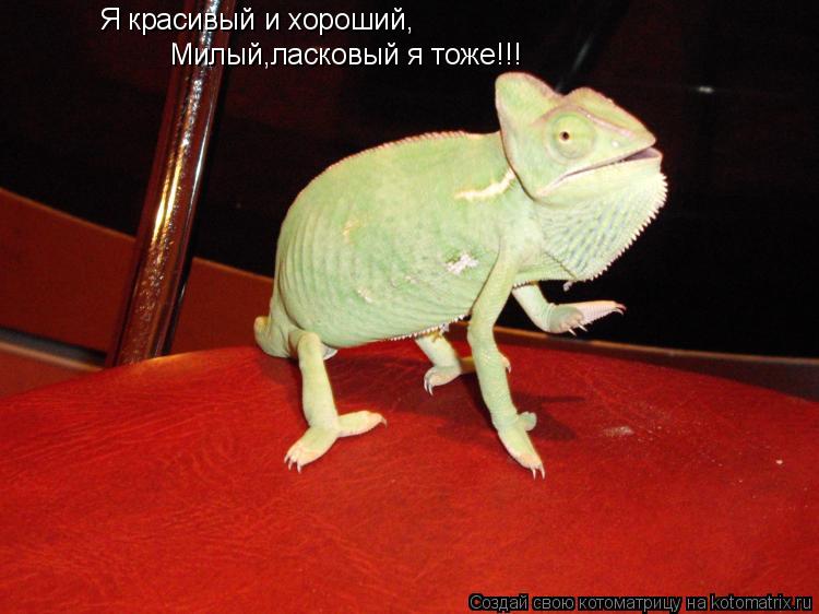 Котоматрица: Я красивый и хороший, Милый,ласковый я тоже!!!