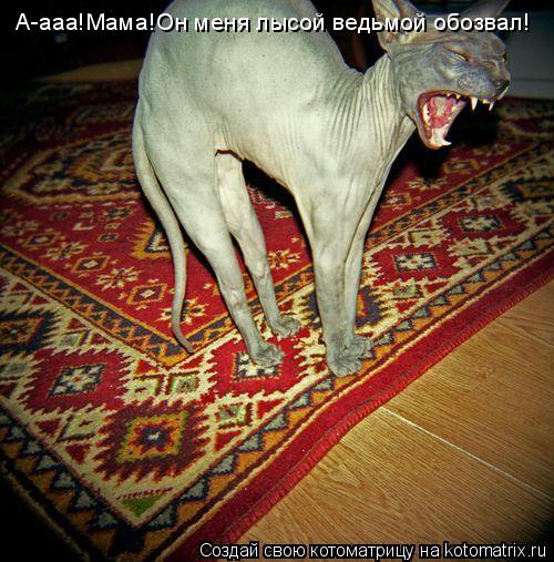 А-ааа!Мама!Он меня лысой ведьмой обозвал!... Котоматрица: А-ааа!Мама!Он меня лысой ведьмой обозвал!