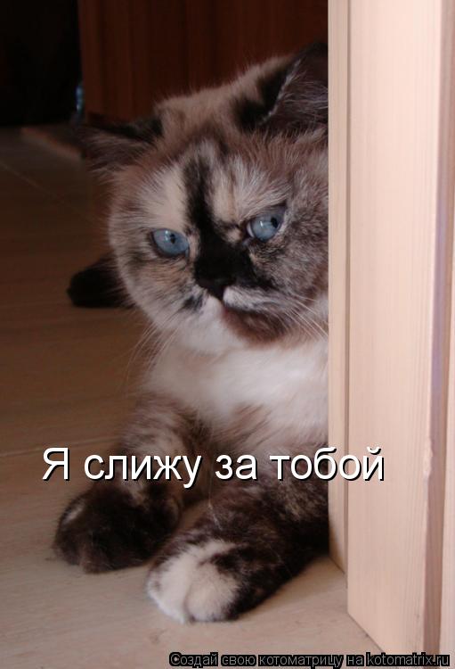 Я слижу за тобой... Котоматрица: Я слижу за тобой