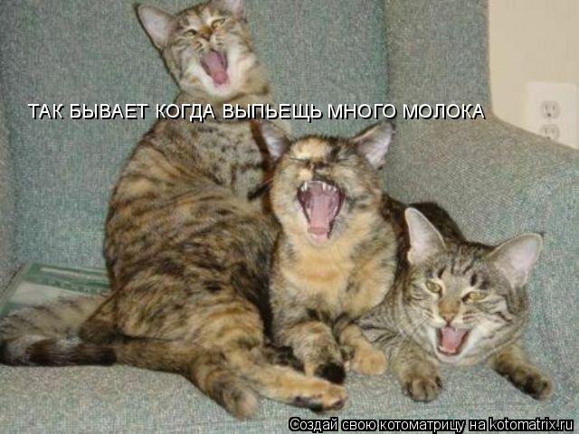 ТАК БЫВАЕТ КОГДА ВЫПЬЕЩЬ МНОГО МОЛОКА... Котоматрица: ТАК БЫВАЕТ КОГДА ВЫПЬЕЩЬ МНОГО МОЛОКА
