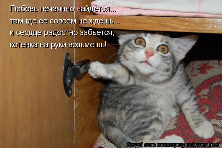 Любовь нечаянно найдется... там где ее совсем не ждешь... и сердце радостно забьется, котенка на руки... Котоматрица: Любовь нечаянно найдется... там где ее совсем не ждешь... и сердце радостно забьется, котенка на руки возьмешь!