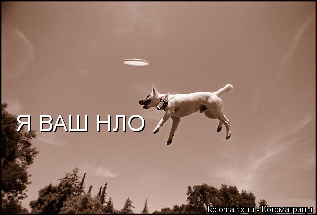 Я ВАШ НЛО... Котоматрица: Я ВАШ НЛО
