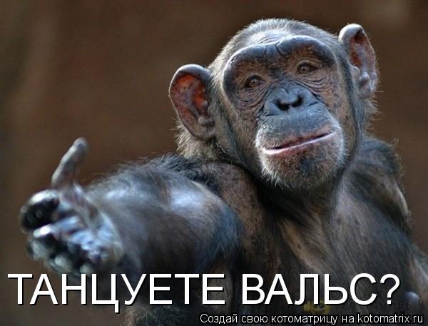 ТАНЦУЕТЕ ВАЛЬС?... Котоматрица: ТАНЦУЕТЕ ВАЛЬС?