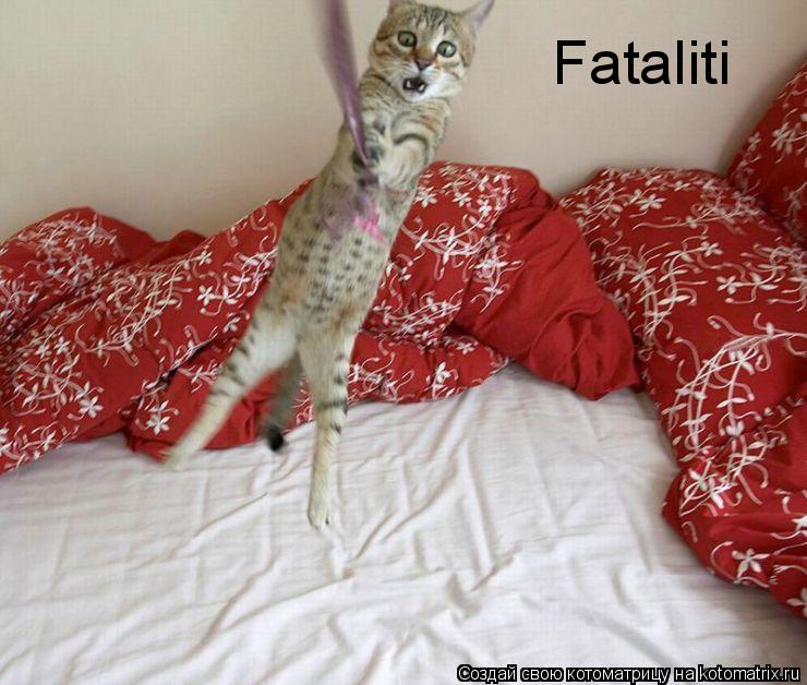 Fataliti... Котоматрица: Fataliti
