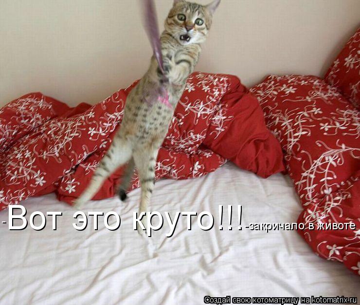 Вот это круто!!! - -закричало в животе... Котоматрица: Вот это круто!!! - -закричало в животе