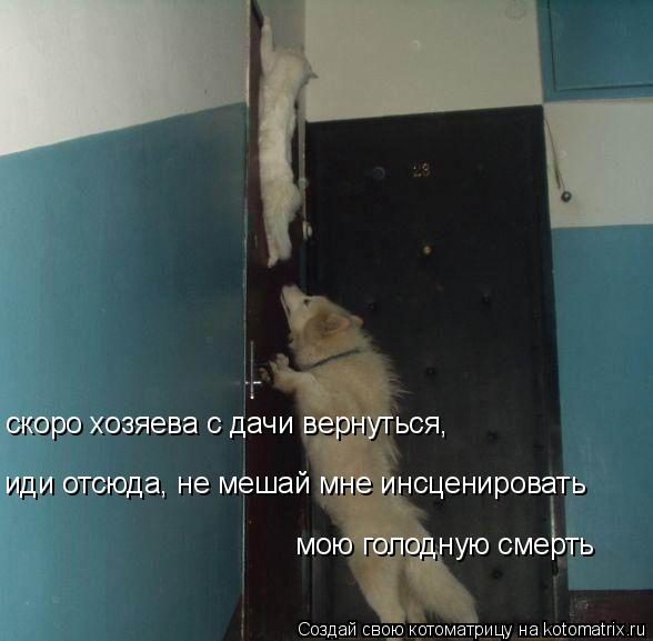 иди отсюда, не мешай мне инсценировать скоро хозяева с дачи вернуться, мою голодную смерть... Котоматрица: иди отсюда, не мешай мне инсценировать скоро хозяева с дачи вернуться, мою голодную смерть