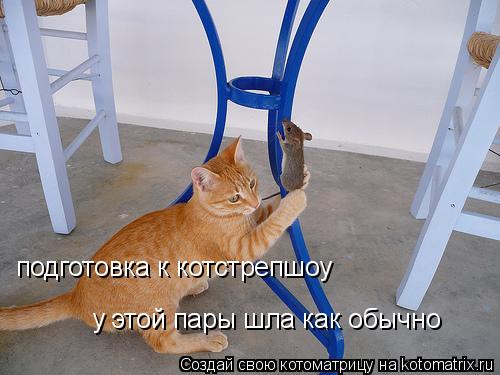 у этой пары шла как обычно подготовка к котстрепшоу... Котоматрица: у этой пары шла как обычно подготовка к котстрепшоу