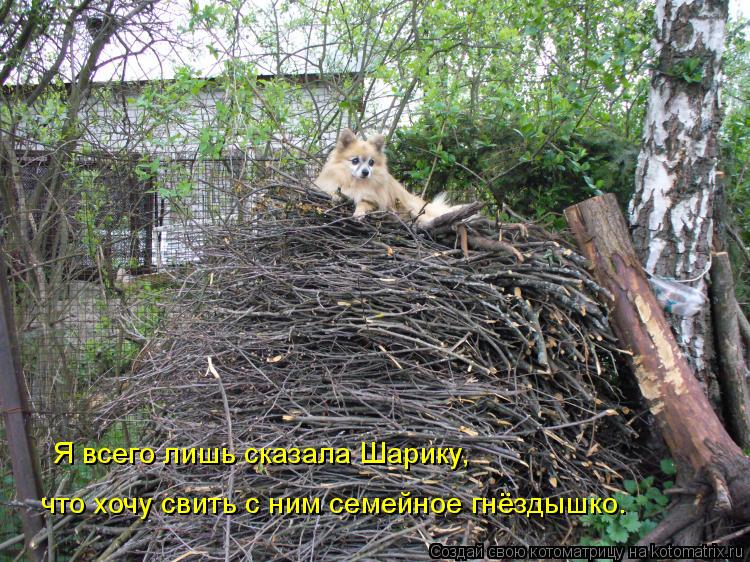 Я всего лишь сказала Шарику, что хочу свить с ним семейное гнёздышко.... Котоматрица: Я всего лишь сказала Шарику, что хочу свить с ним семейное гнёздышко.