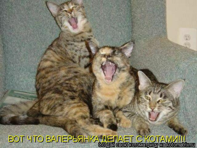ВОТ ЧТО ВАЛЕРЬЯНКА ДЕЛАЕТ С КОТАМИ!!!... Котоматрица: ВОТ ЧТО ВАЛЕРЬЯНКА ДЕЛАЕТ С КОТАМИ!!!
