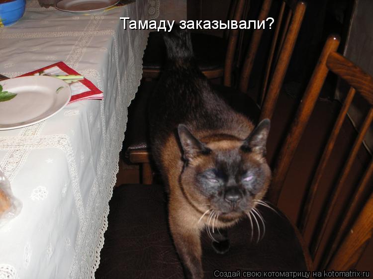 Тамаду заказывали?... Котоматрица: Тамаду заказывали?