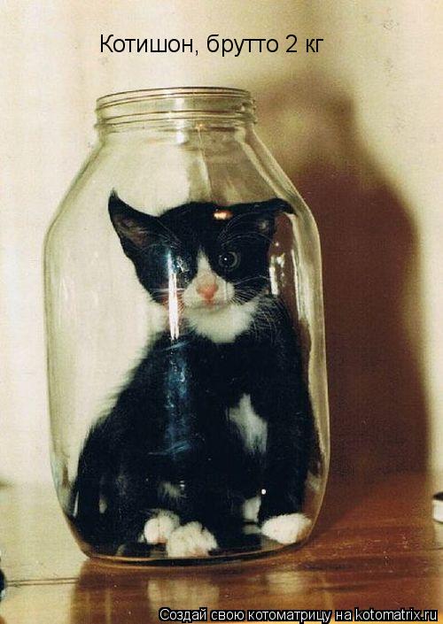 Котишон, брутто 2 кг... Котоматрица: Котишон, брутто 2 кг